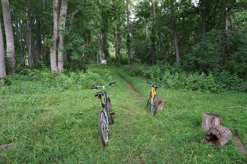 Open meadow section before entering the woods.