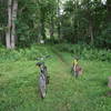 Open meadow section before entering the woods.