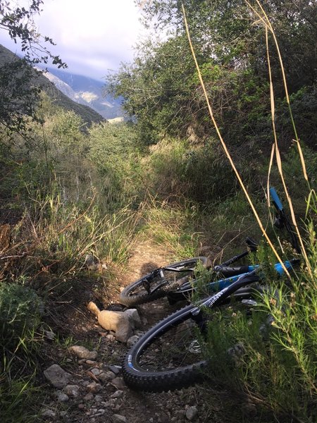 Gives you an idea of how tight the vegetation makes this trail. Definitely solid vistas and a real backcountry feel to it.