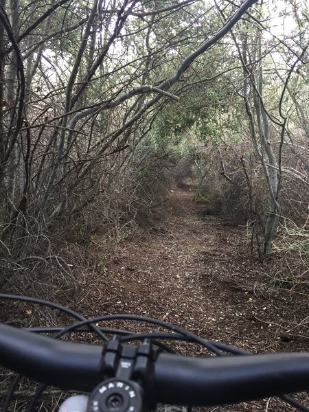 Tree tunnel on the way up/down Frankish Peak - looks like group(s) have done a lot of work keeping this clear enough to make it through with saddle fully dropped (thanks!)