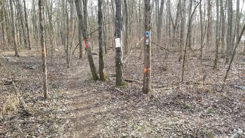 Left = trail extension added Jan 2020. Right = Connector to shorten your loop.  Straight = continue towards old Campbell Rd.