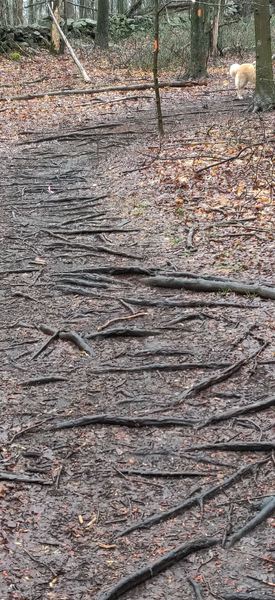 Typical rooty section on Orange trail