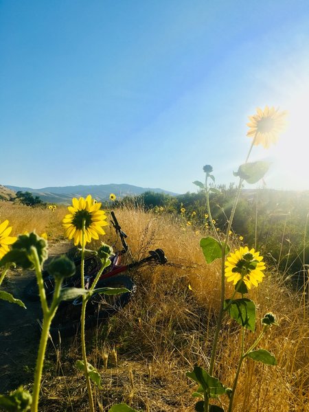 Great flower sightings year round