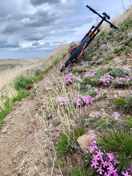 Sketchy trail at some points, great views at others. Pink wildflowers in early April!