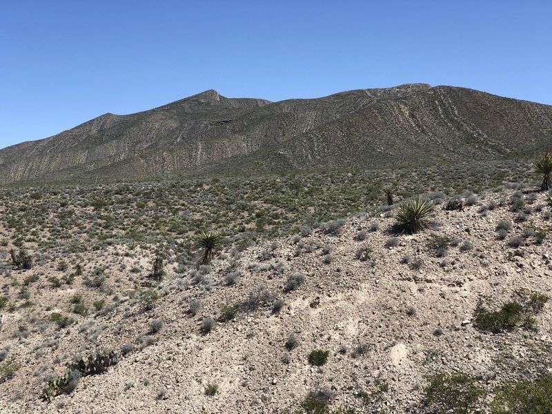 Late Spring landscape. There are pretty red cactus flowers, too!