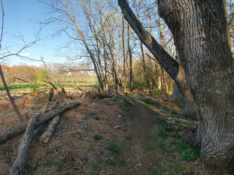 Headed east near the top of North Branch Trail