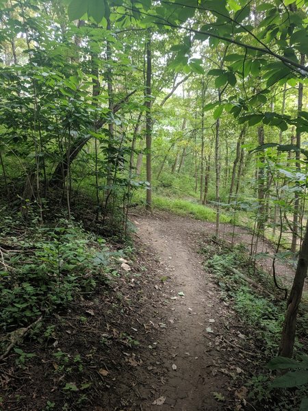 This is a stand alone crib walled switchback through a tunnel of Paw Paw