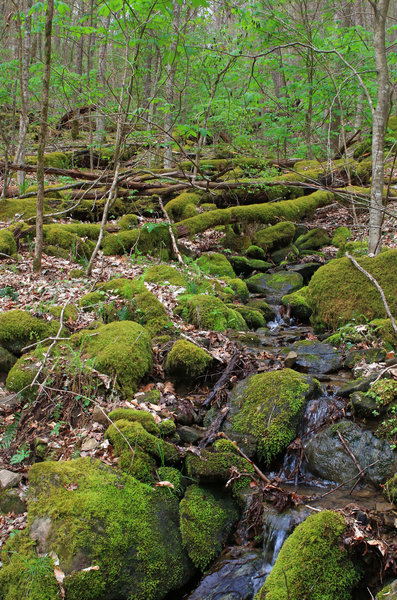 Small creek along Pole Cat Trail