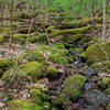 Small creek along Pole Cat Trail