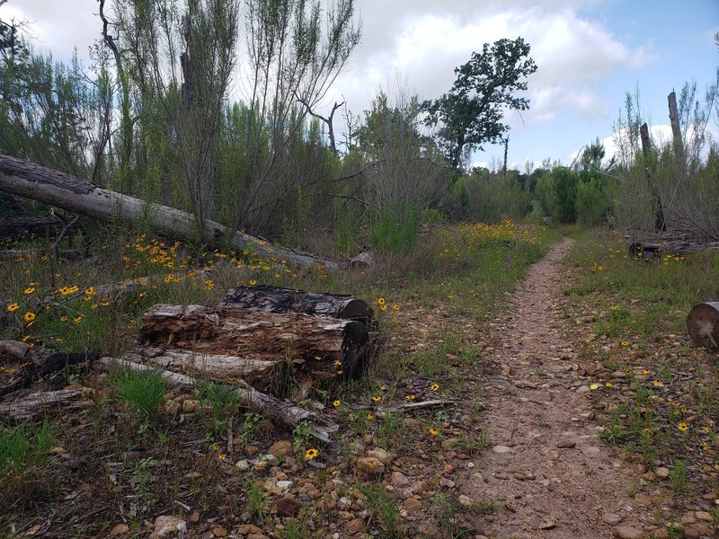 Spring wildflowers in a burned area of Buescher State Park