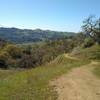 Sharing the trail with cows while winding through the Diablo Range hills on Yerba Buena Trail.