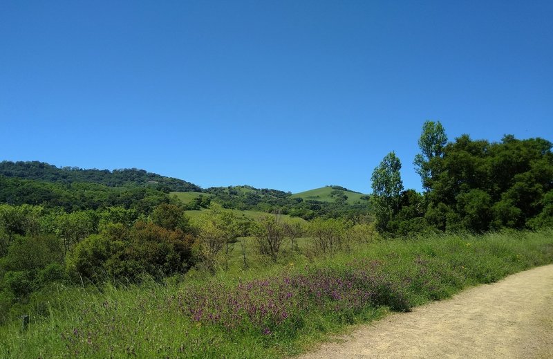 Just a pretty place of spring green grass and wooded hills, and wildflowers - purple smooth vetch, along Hotel Trail.