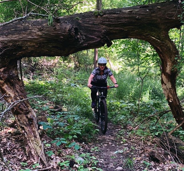 A downed tree makes for a cool photo op as riders pass under.