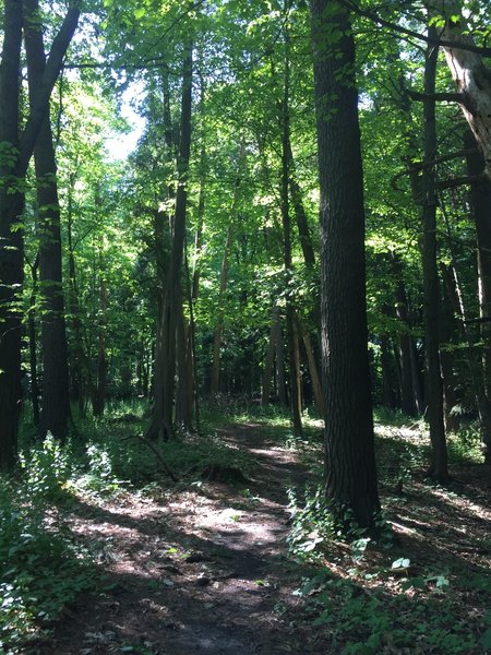 Singletrack trail.