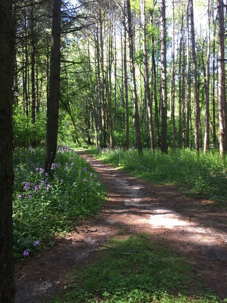 Where singletrack met a wider trail.