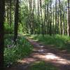 Where singletrack met a wider trail.