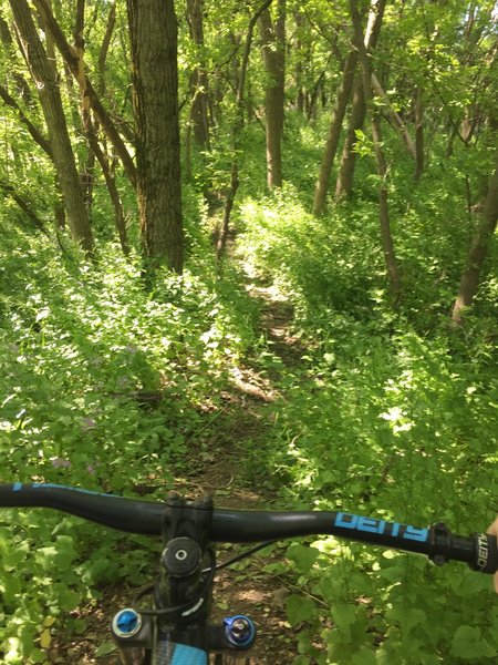 Singletrack trail.