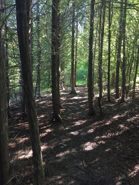 Singletrack through some trees.