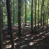 Singletrack through some trees.