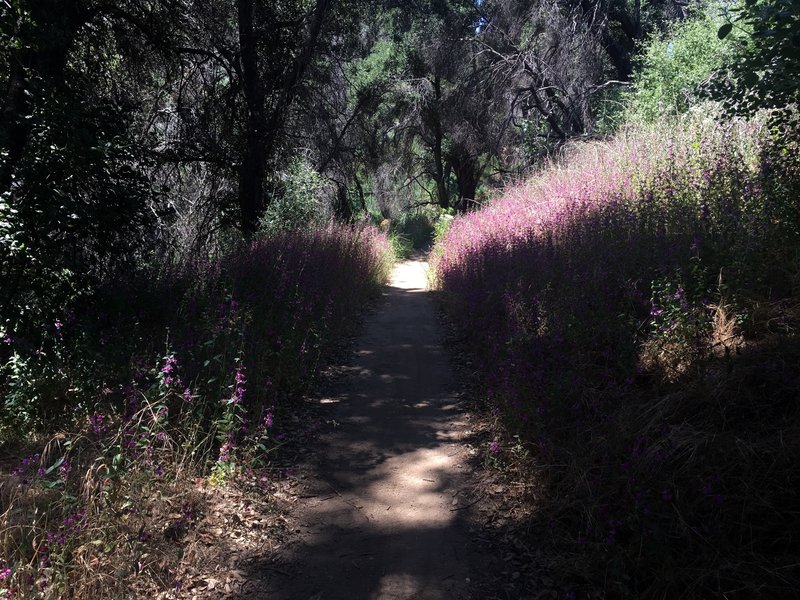 Nice purple flowers surrounding the trail.