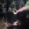 Nice purple flowers surrounding the trail.