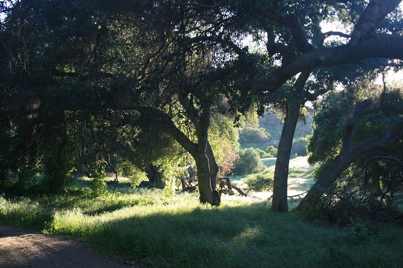 Lots of oaks near the bottom of the shortcut.