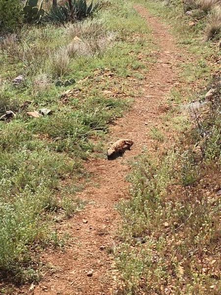 The great Gila Monster