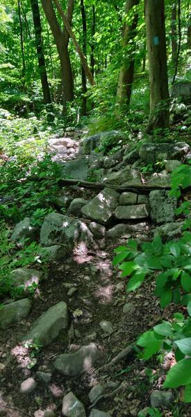 Typical rock features on Beach Glen trail