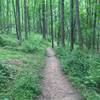 Along the Seneca Ridge Trail