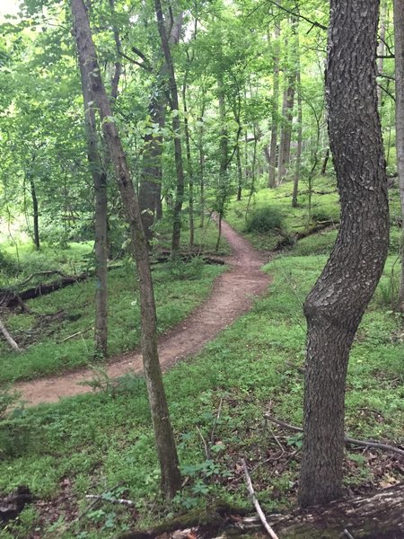 Along the Seneca Ridge Trail