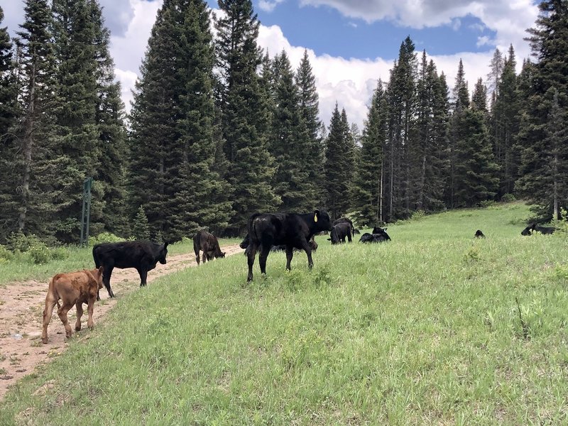 Watch out for cows on the backside XC trails!