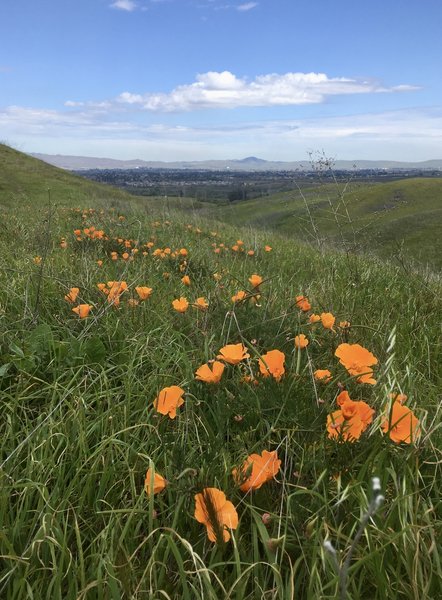 The poppies were out at Upper Sycamore Grove Park