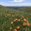 The poppies were out at Upper Sycamore Grove Park