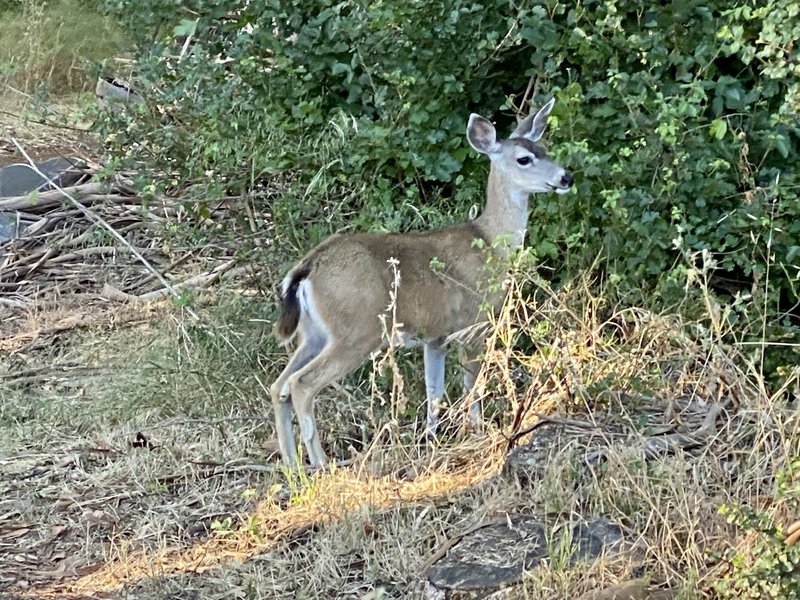 Morning wildlife at Sycamore Grove Park