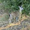 Morning wildlife at Sycamore Grove Park