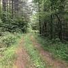 Polecat Hollow: About two or so miles in the trail is less maintained and you can expect the trail to be overgrown