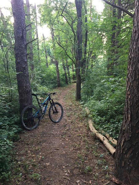 Smooth section in the trees and cedars