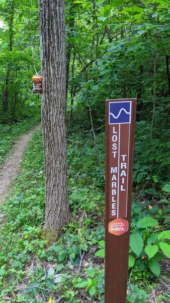 The beginning of Lost Marbles Trail off of Wild Turkey Trail near West Bailey Rd. Note the can of Jackie O's Lost Marbles IPA hanging in the tree. The name is a coincidence, believe it or not.