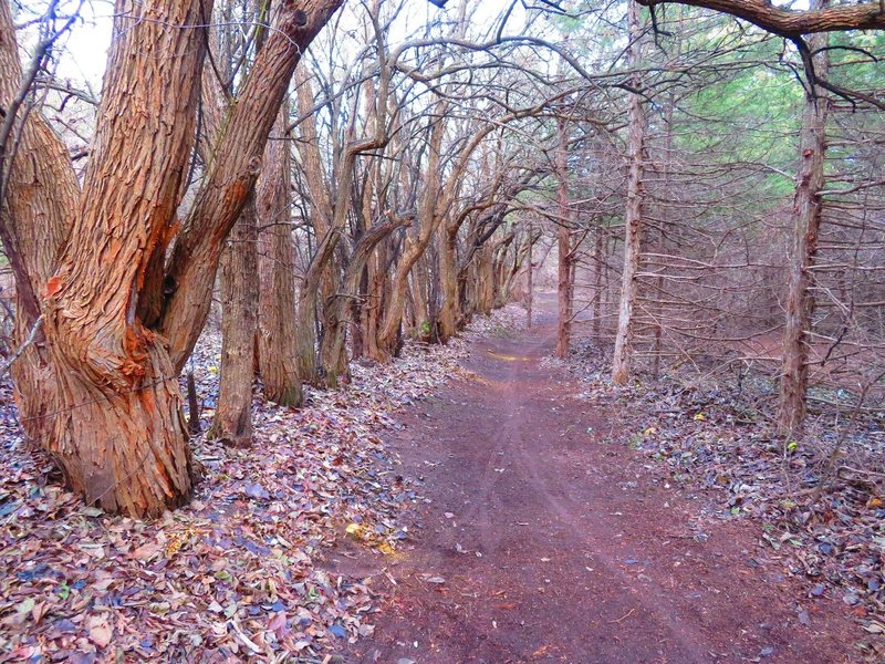 New trail added under the canopy