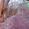 New trail added under the canopy