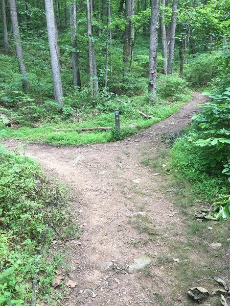 Junction with Crooked Tree Trail coming up the trail ... it is better to not go up this section and actually ride down Crooked Tree