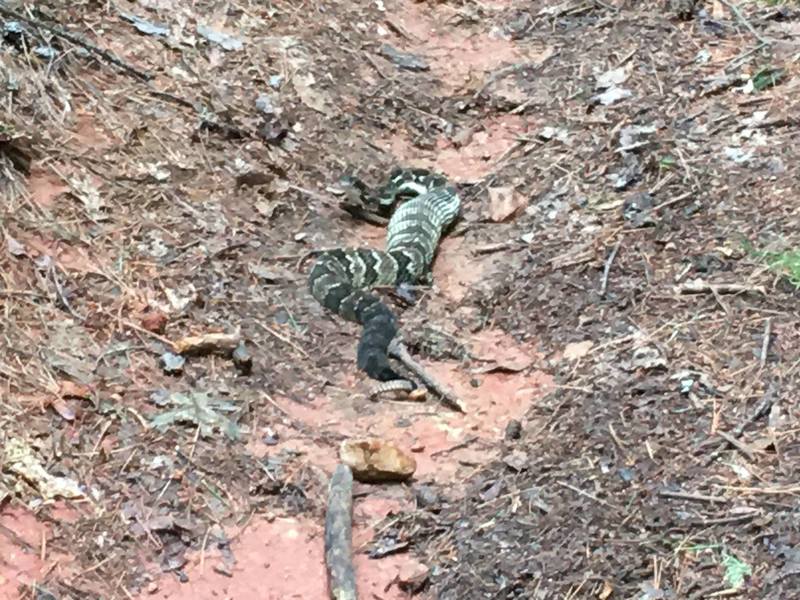 Timber Rattlesnake.  Rolled right past this guy then backtracked to confirm what I thought I saw.  He was very slow moving and not agrgessive, looks like he had recently finished a big meal.