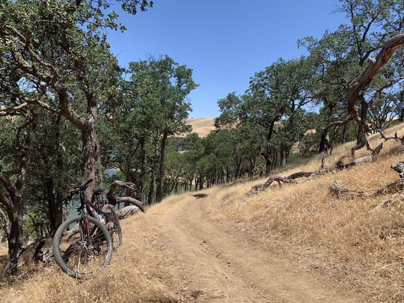 East Shore Trail lower loop cut through.