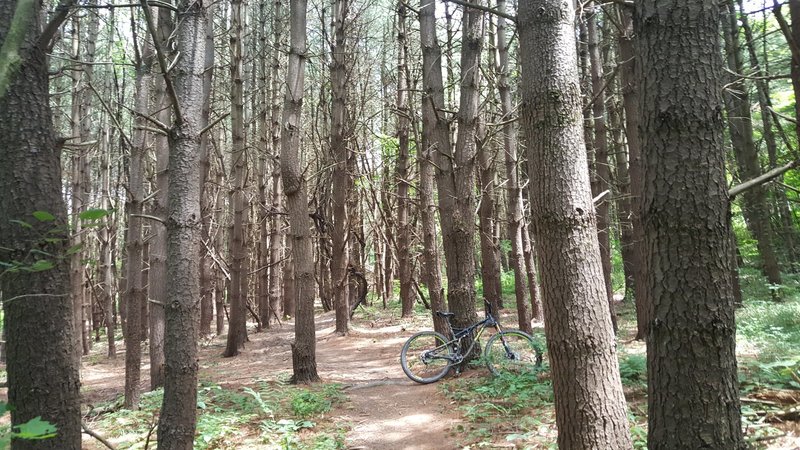 A great scenic setting before a wonderful descent with a fork in the trail!!!