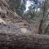 Typical conditions on much of second section ascending from West Fork Trail Camp.