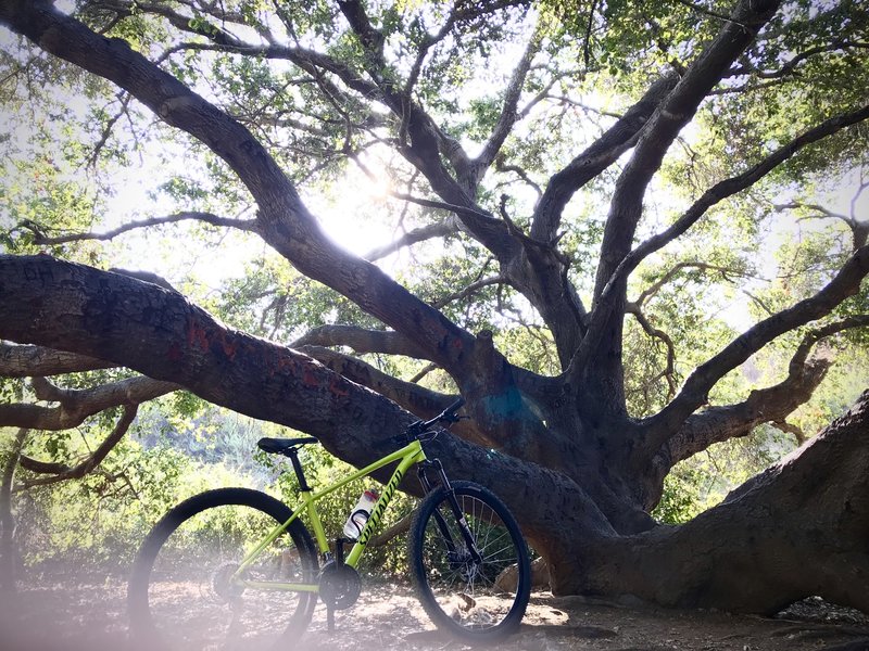 Big Oak Tree along the trail.