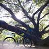 Big Oak Tree along the trail.