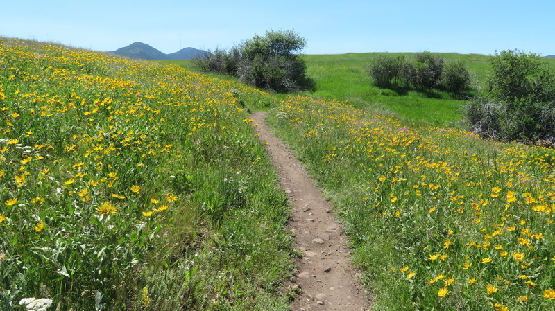 Plenty of wildflowers along the trail.