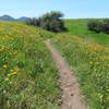 Plenty of wildflowers along the trail.