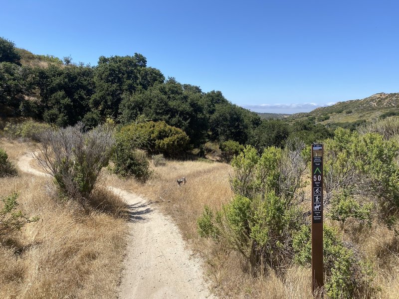 Top of Trail 50